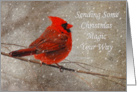 Christmas Magic to Anyone With Cardinal In Snow card