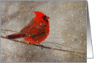 Red Cardinal In Snow Blank Card
