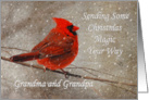 Christmas Magic For Grandma & Grandpa Red Cardinal In Snow card