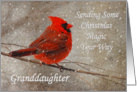 Christmas Magic For Granddaughter Red Cardinal In Snow card