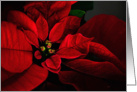 Red Poinsettia Blank Greeting Card For Anyone card