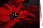 Merry Christmas Red Poinsettia for Anyone Card