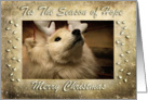 ’Tis The Season of Hope Merry Christmas Samoyed Dog Blank Inside card