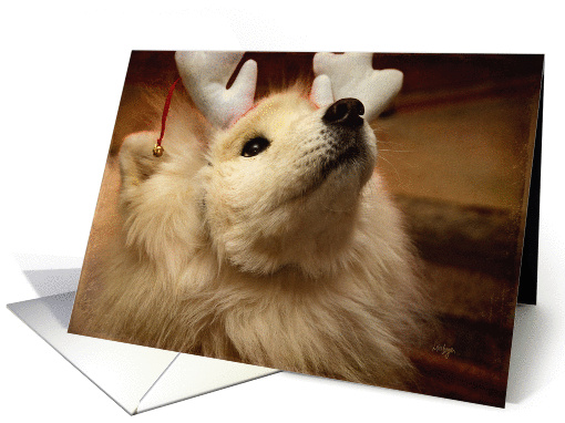 Hopeful Christmas Samoyed Dog in Reindeer Ears card (1001159)