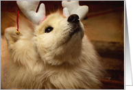 Hopeful Christmas Samoyed Dog in Reindeer Ears card