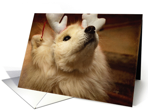 Hopeful Holiday Samoyed Dog in Reindeer Ears card (1001165)