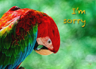 I'm Sorry Parrot...