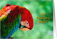 Sick - Not Feeling Well Parrot Macaw Bird Card For Anyone card