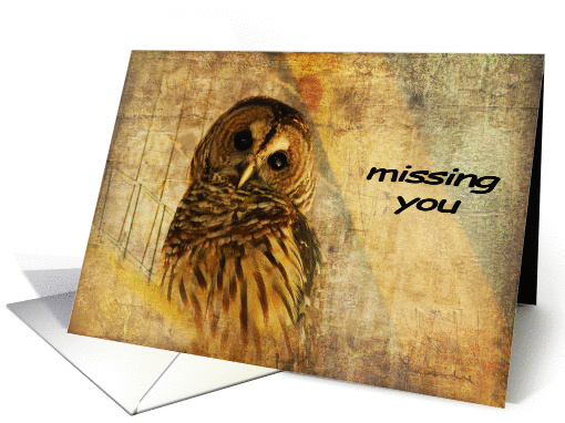 Barred Owl With Textures - Missing You card (479243)