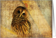 Blank Card - Barred Owl With Textures card