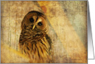 Blank Card - Barred Owl With Textures card