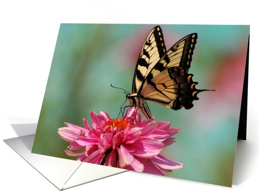 Blank Card - Tiger Swallowtail Butterfly on Cone Flower card (483527)