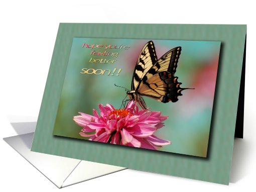 Tiger Swallowtail Butterfly on Cone Flower - Feel Better card (483531)