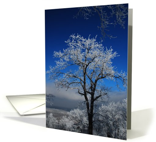 Blank Card - Snow Covered Tree Against Blue card (483546)