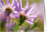 blank Card flowers asters lavender purple card