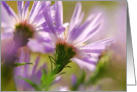 blank Card flowers asters lavender purple card