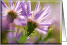 Blank Card flowers asters beveled lavender purple dew morning light card