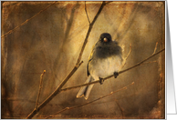 Bird on Winter Branch Blank Card