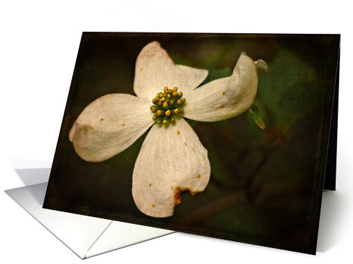 Dogwood Blossom Blank card (520671)