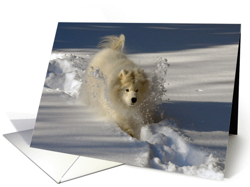 Dog in Snow Blank card (571420)