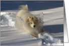 Dog in Snow Blank Card