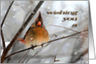 Birdie In The Blizzard - Birthday Card
