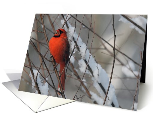Red Cardinal In Snow - Blank card (584637)