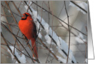Red Cardinal In Snow - Blank Card