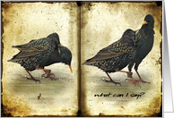 What Can I Say? - Birds card
