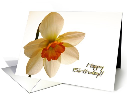 Happy Birthday - Jonquil card (603152)