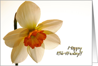 Happy Birthday - Jonquil card
