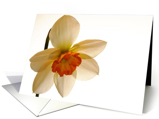 Jonquil - blank note card (603160)