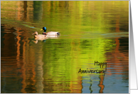 Mallard Pair - Happy Anniversary card