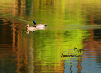 Mallard Pair - Happy Anniversary