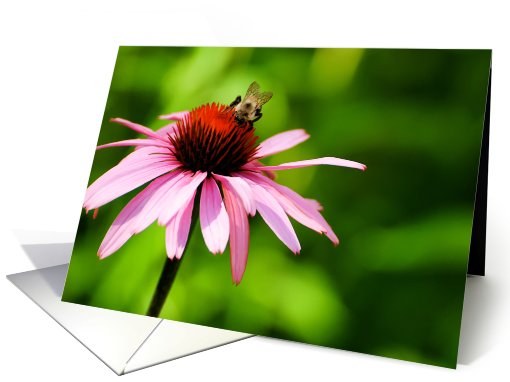 Bumble Bee and Cone Flower - Blank card (629044)