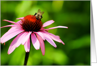 Bumble Bee and Cone Flower - Blank Card