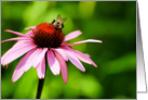 Bumble Bee and Cone Flower - Blank Card