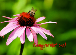 Congratulations - flower and bee