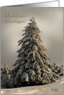 Mother Nature’s Christmas Tree card