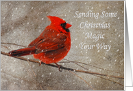 Christmas Magic to Anyone With Cardinal In Snow card
