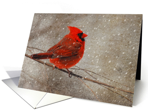 Red Cardinal In Snow Blank card (977479)