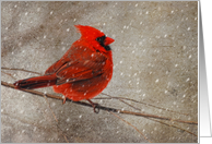 Red Cardinal In Snow Blank Card