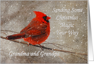 Christmas Magic For Grandma & Grandpa Red Cardinal In Snow card