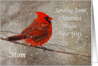 Christmas Magic For Mom Red Cardinal In Snow card