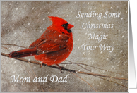 Christmas Magic For Mom and Dad Red Cardinal In Snow card