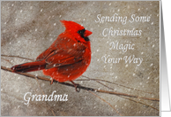 Christmas Magic For Grandma Red Cardinal In Snow card