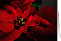Red Poinsettia Blank...