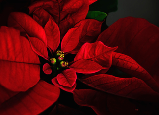 Red Poinsettia Blank...