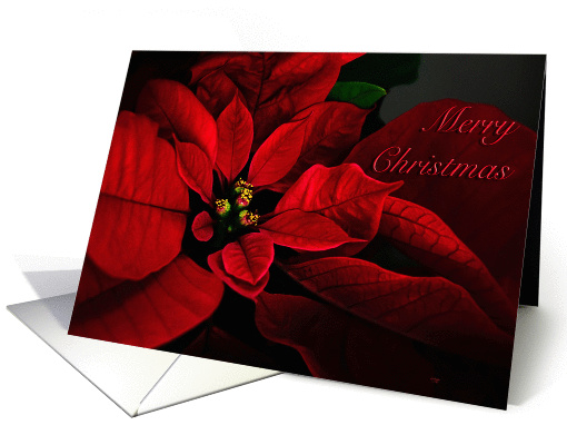 Merry Christmas Red Poinsettia for Anyone card (979933)