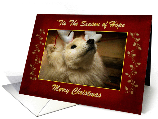 'Tis The Season of Hope Merry Christmas Samoyed Dog Blank Inside card
